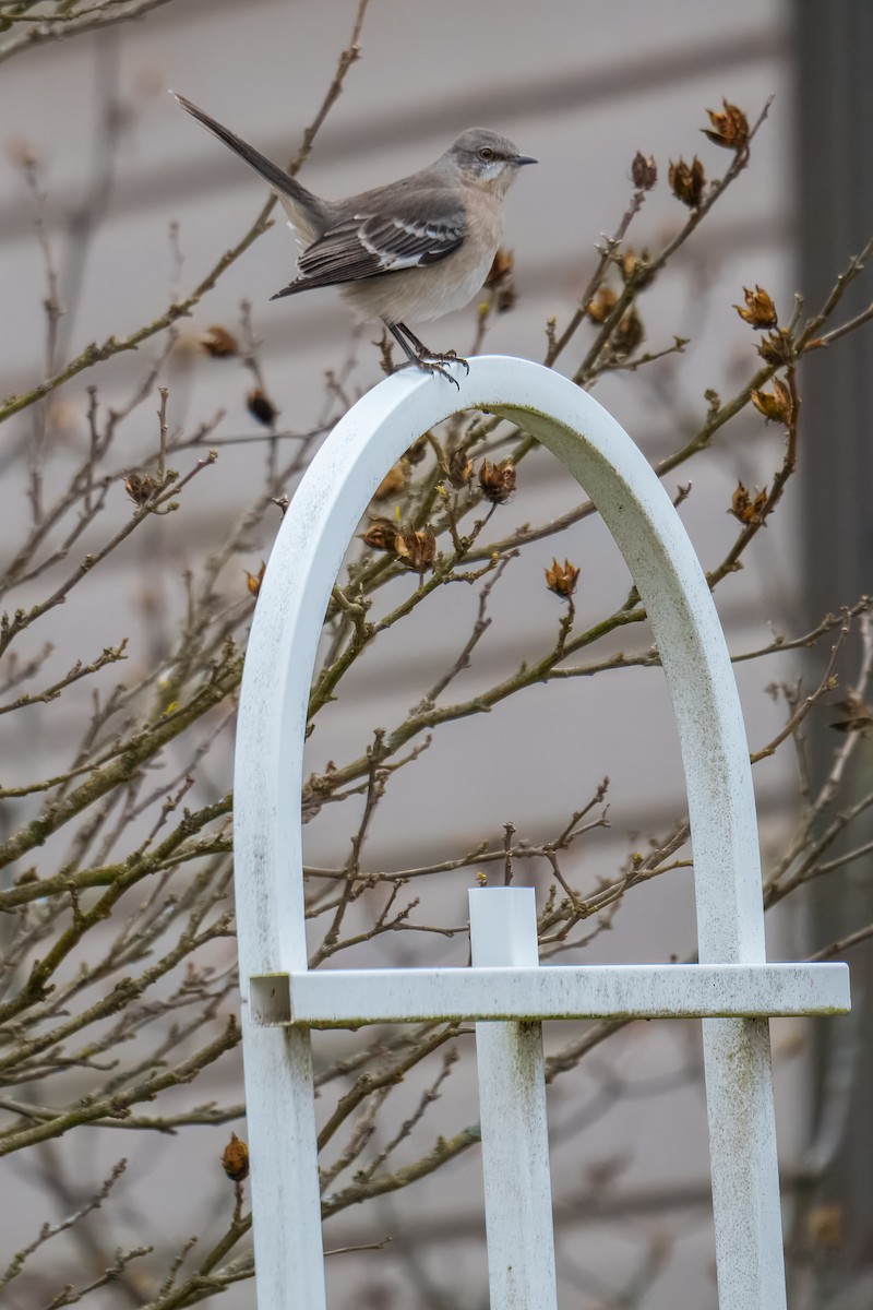 Пересмішник багатоголосий - ML646163089