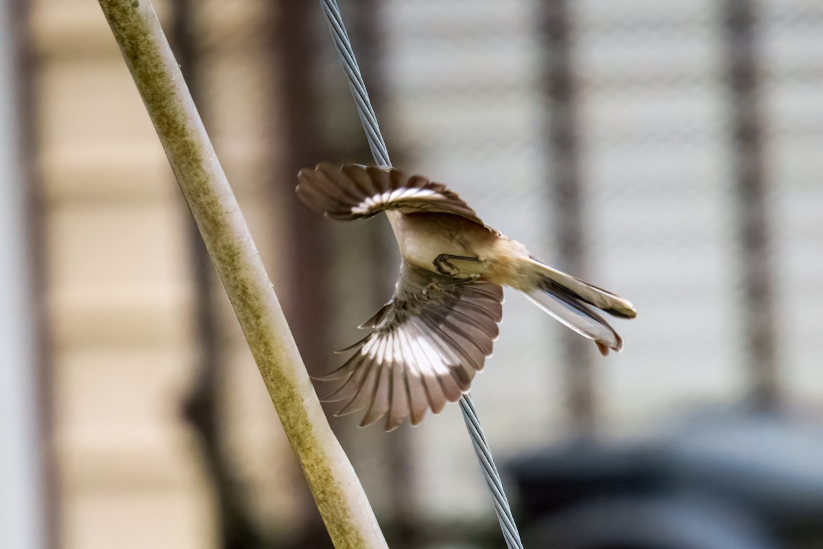 Пересмішник багатоголосий - ML646163090