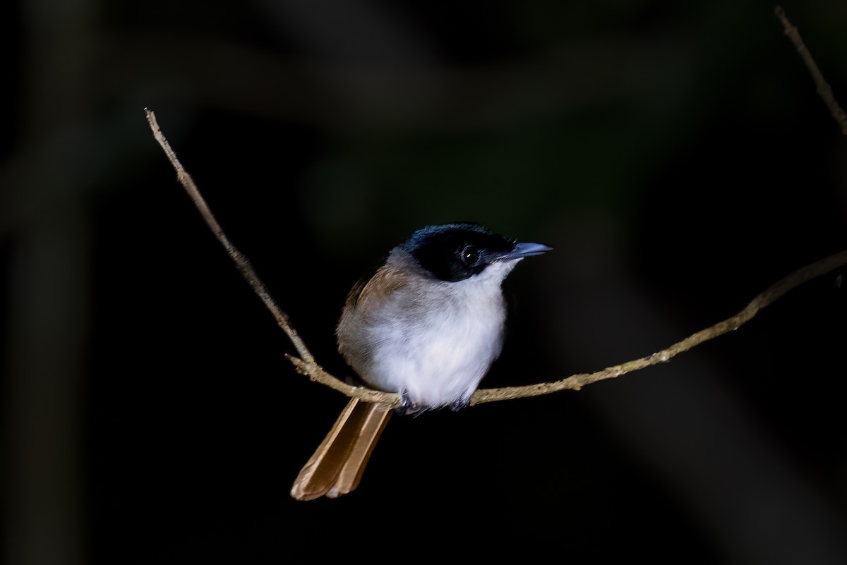 Shining Flycatcher - ML646163094