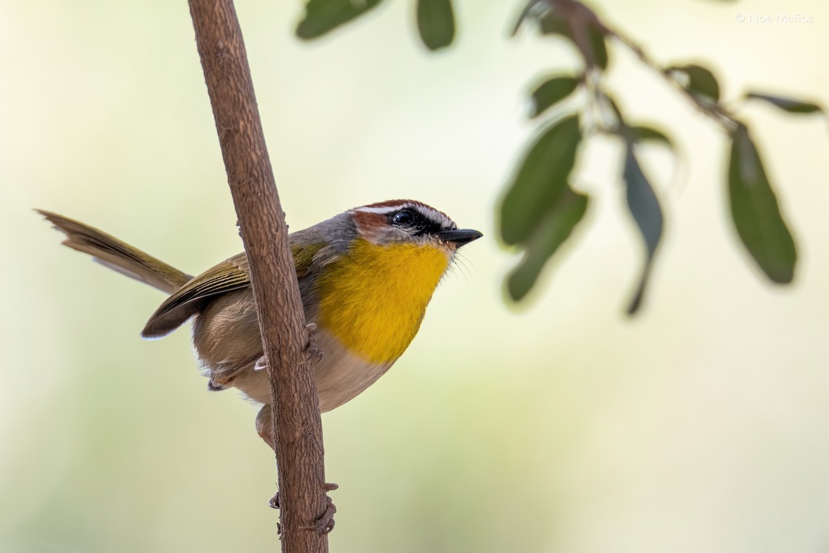 Rufous-capped Warbler - ML646163095