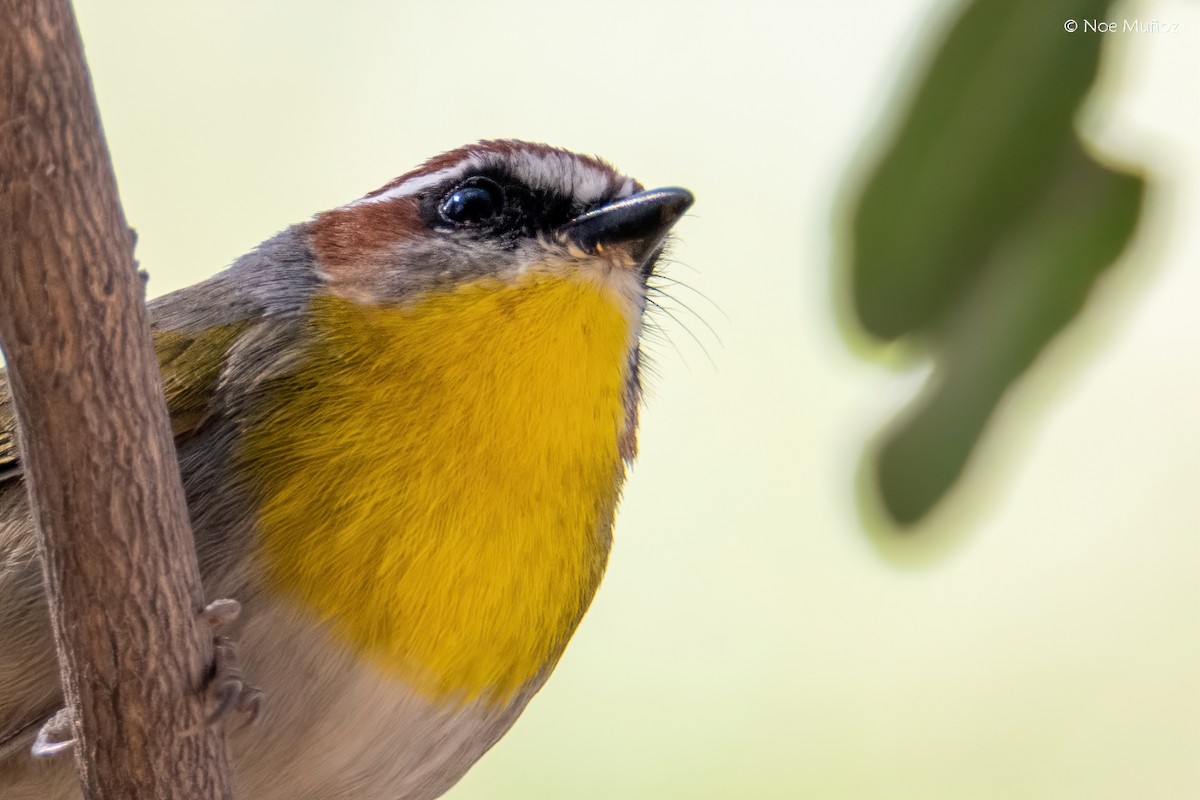 Rufous-capped Warbler - ML646163096