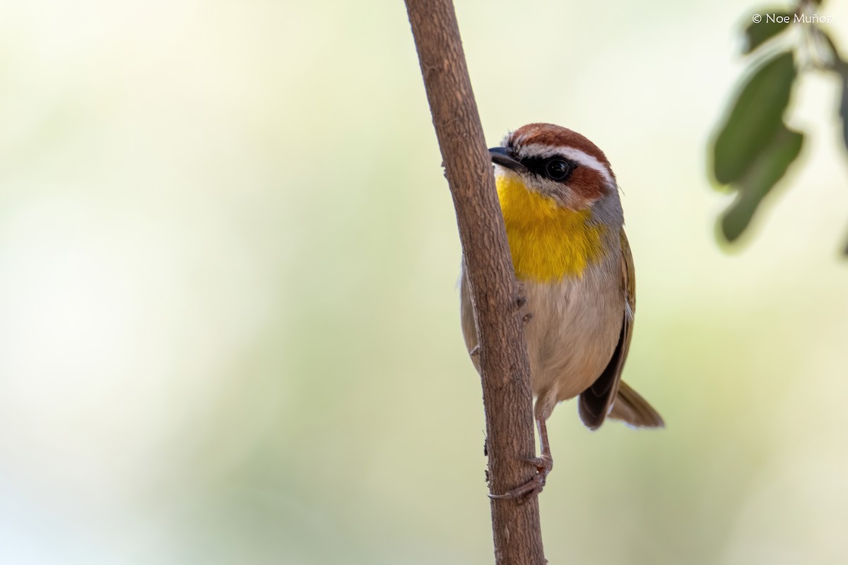 Rufous-capped Warbler - ML646163097