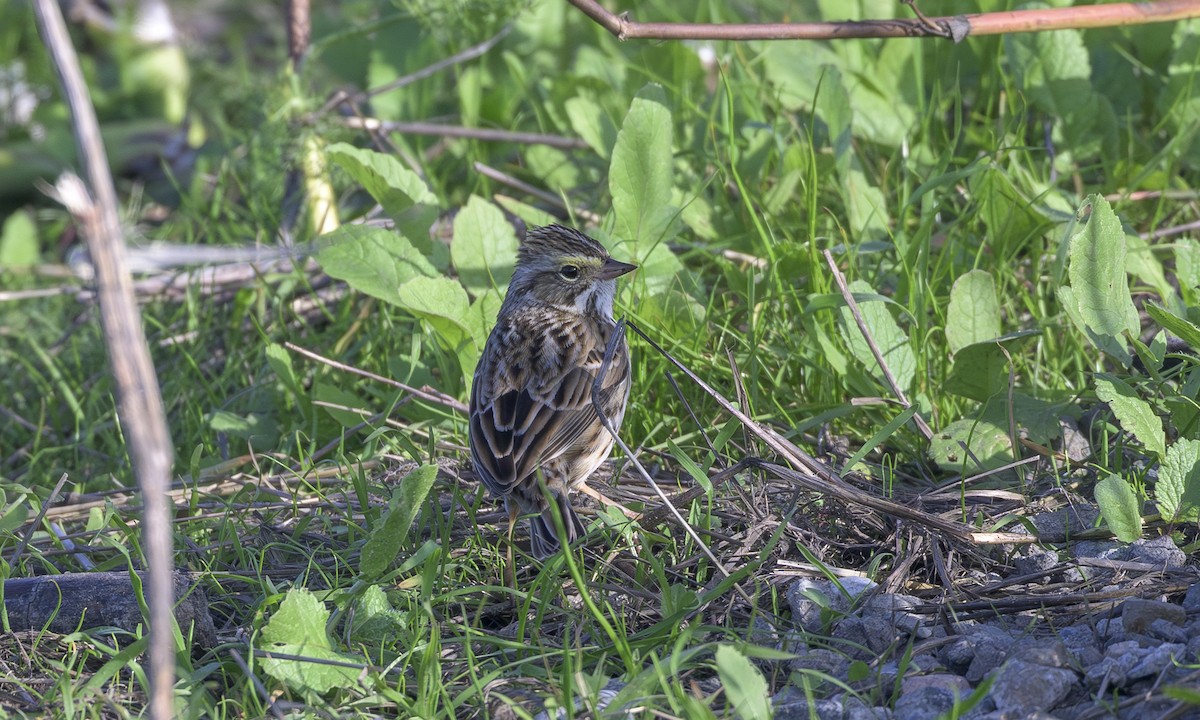 Savannah Sparrow - ML646163099