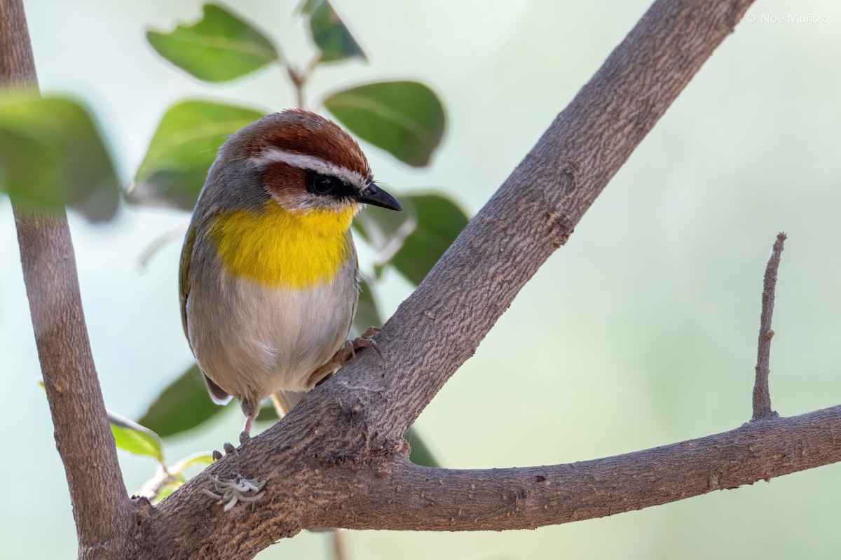 Rufous-capped Warbler - ML646163100