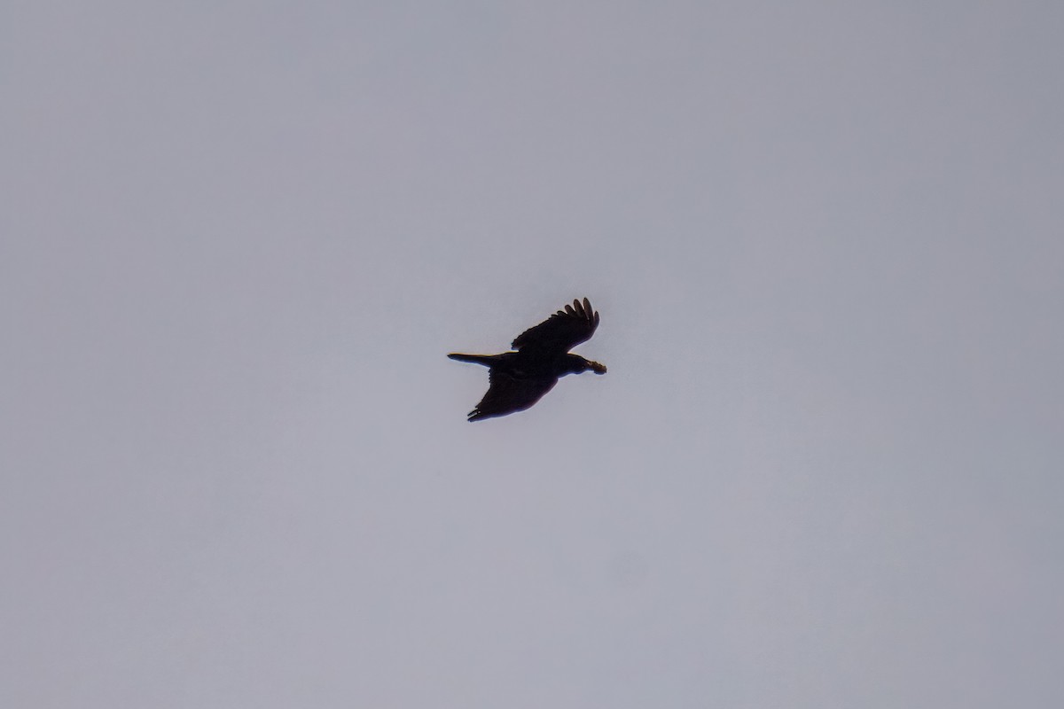 Ворона американська - ML646163101