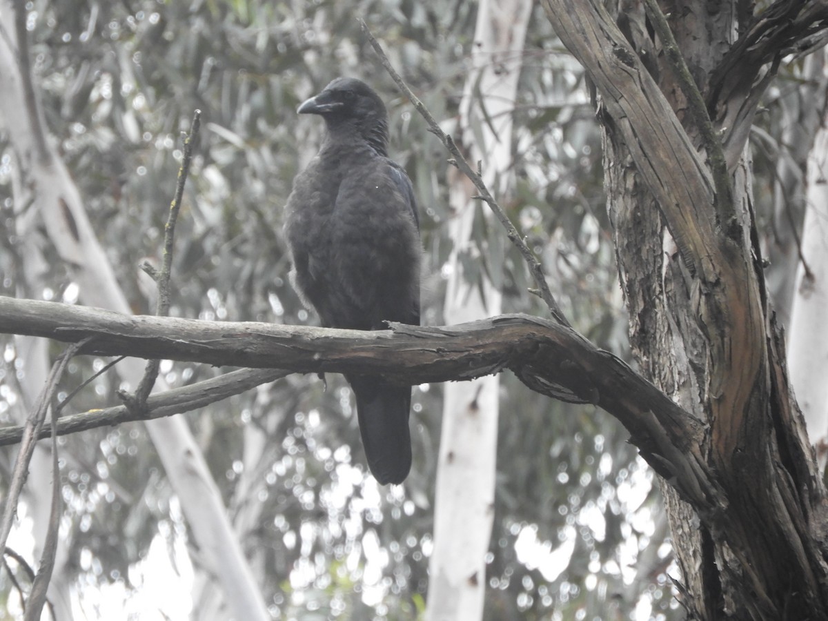 Little Raven - ML646163102