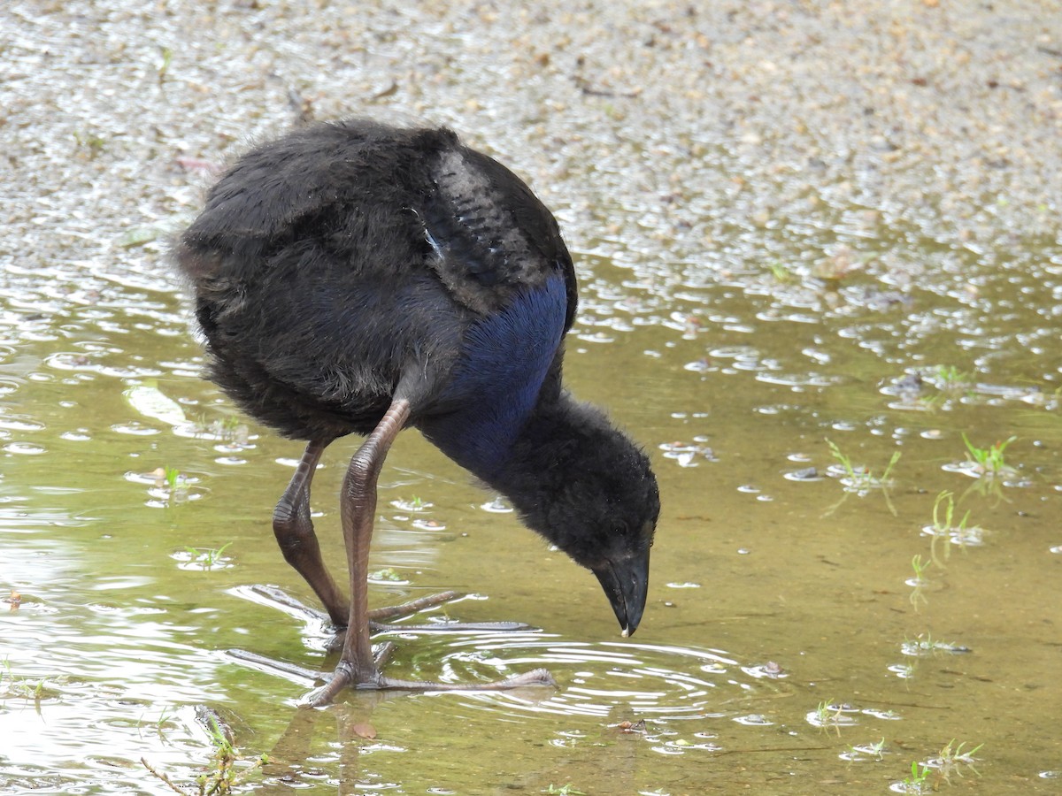 slípka australasijská - ML646163103