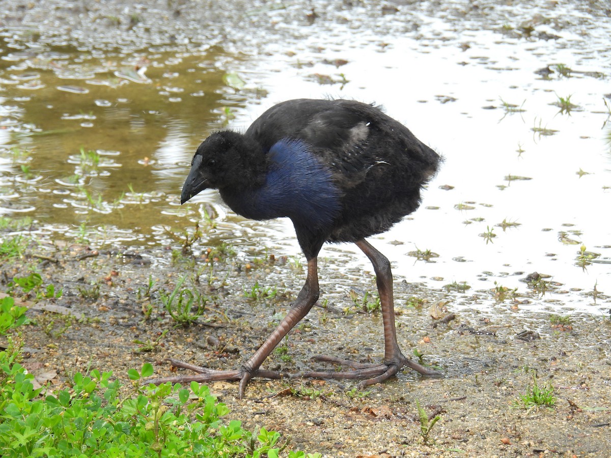 slípka australasijská - ML646163104