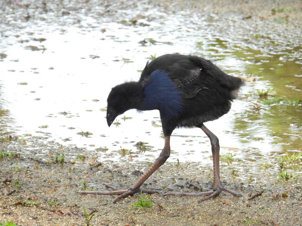 slípka australasijská - ML646163105