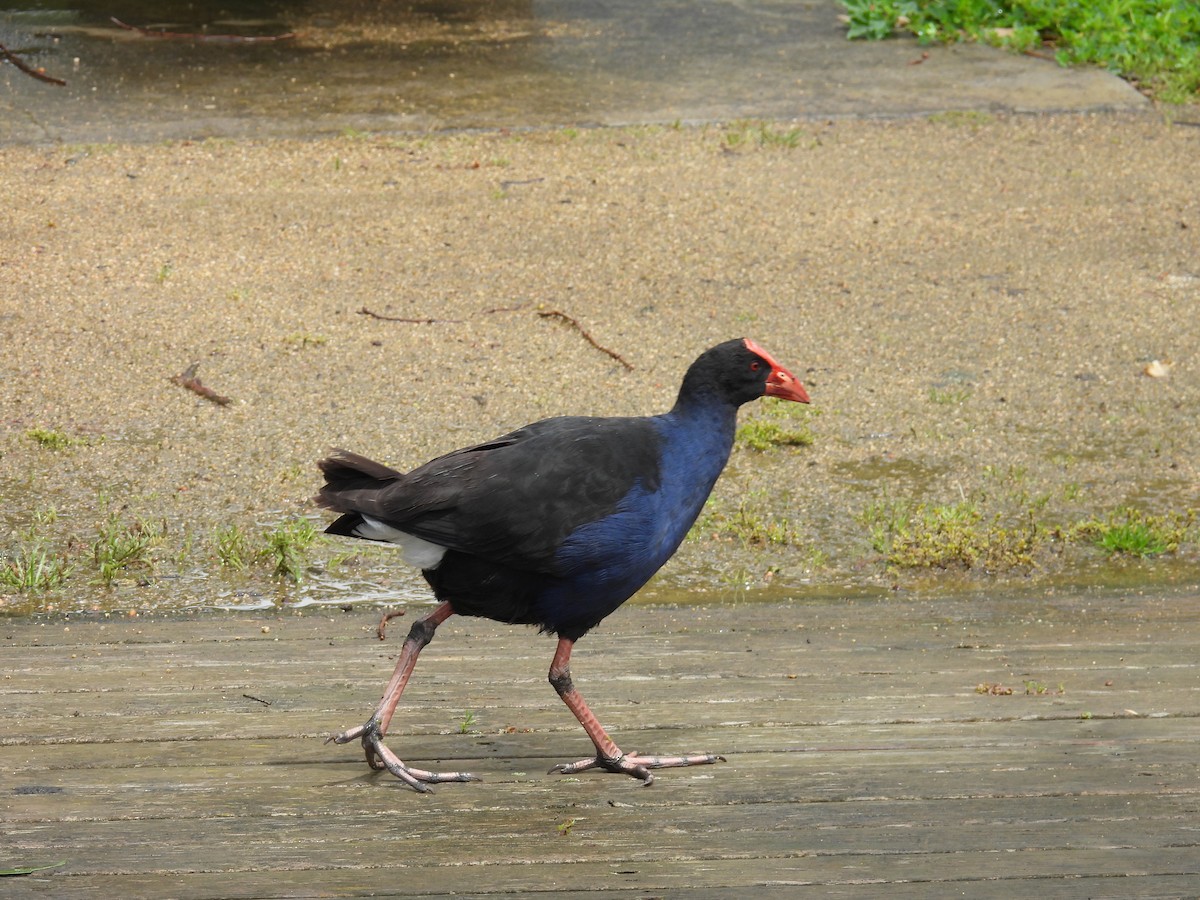 slípka australasijská - ML646163106