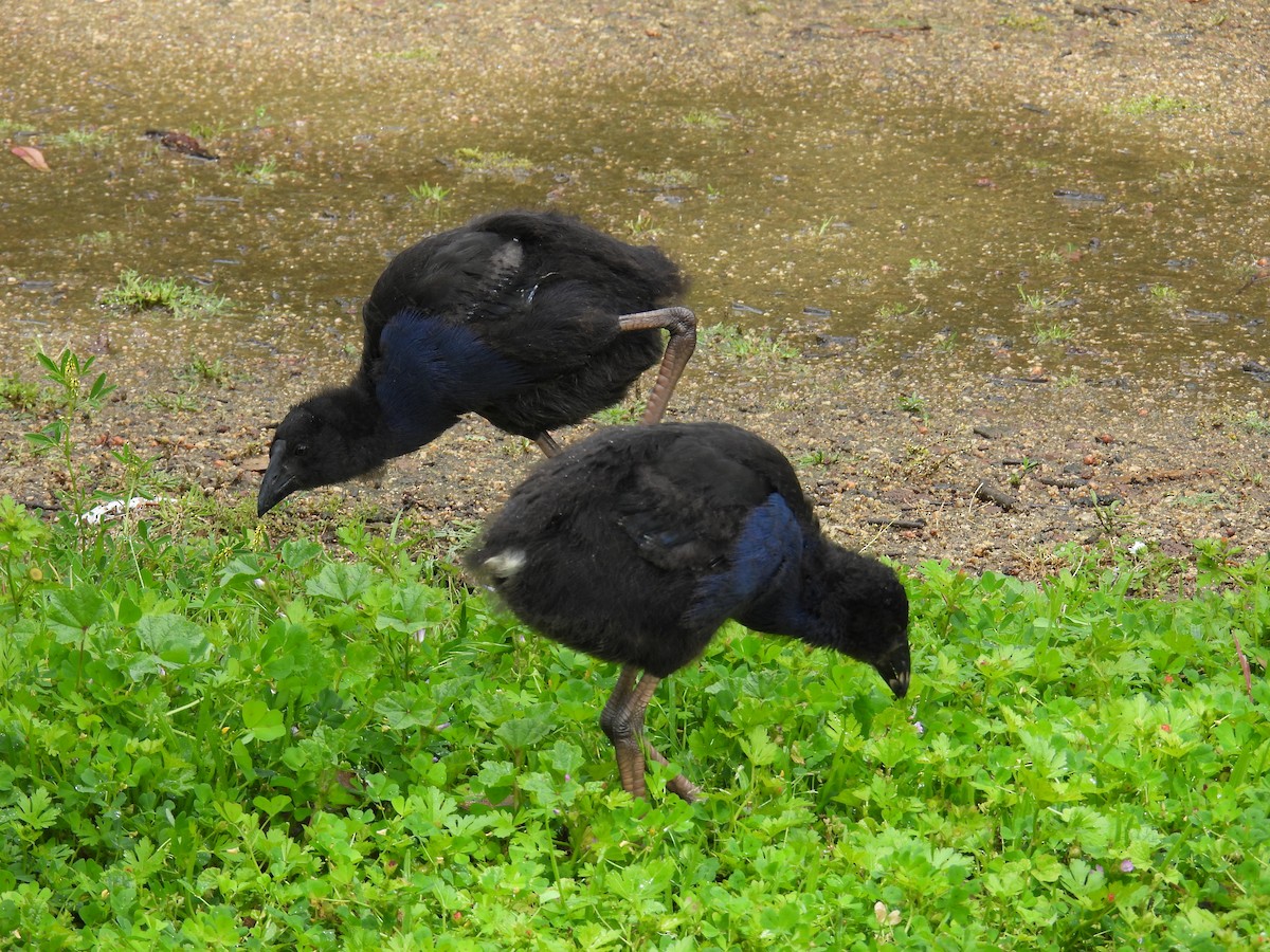 slípka australasijská - ML646163107