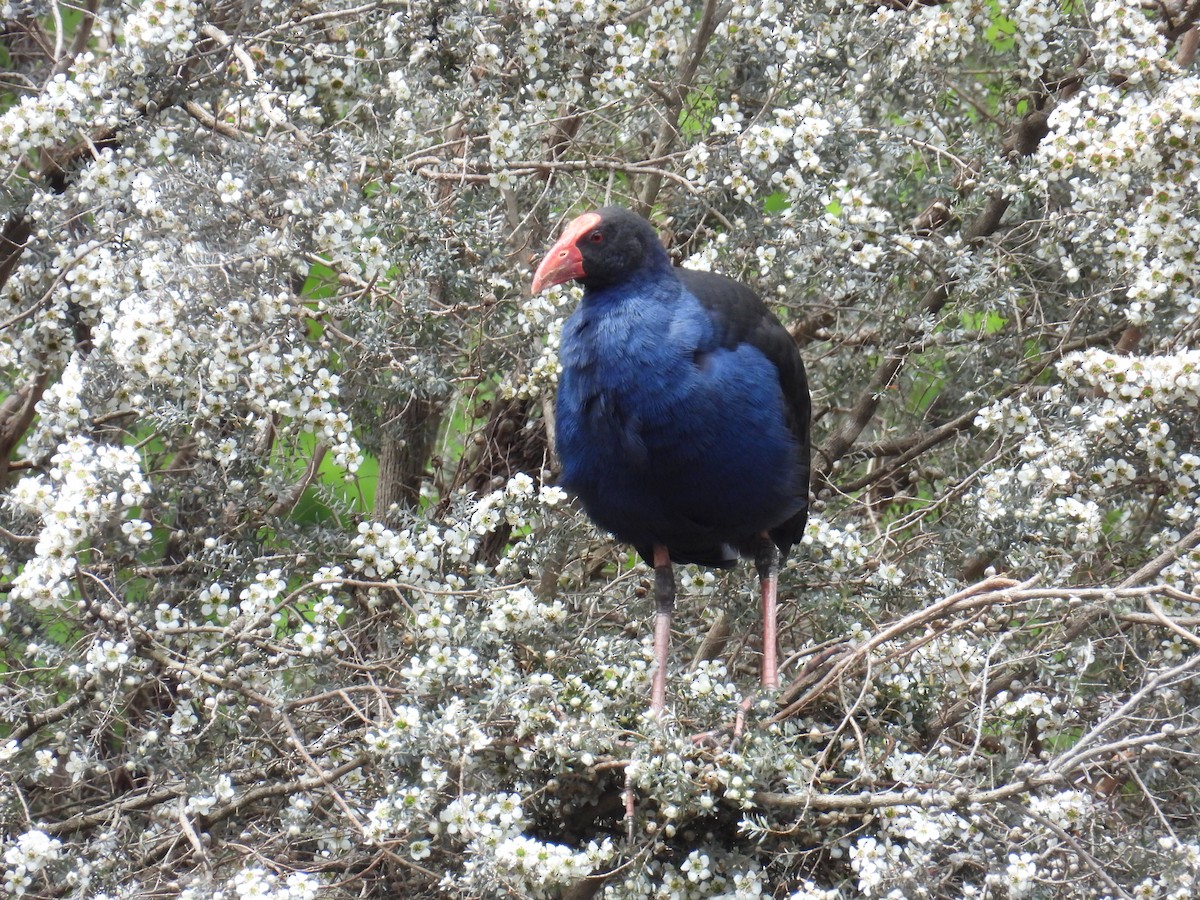 slípka australasijská - ML646163108