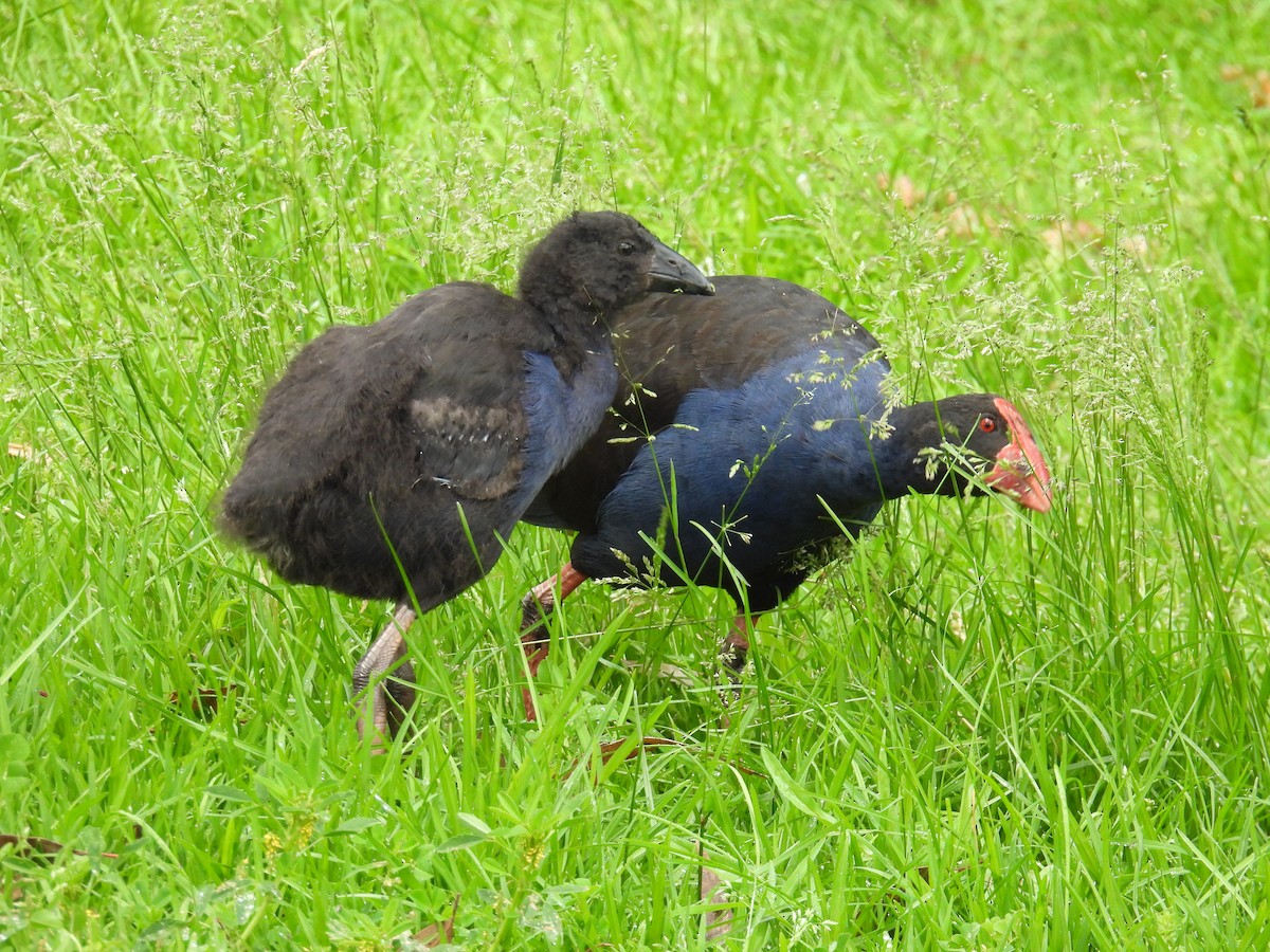 slípka australasijská - ML646163109