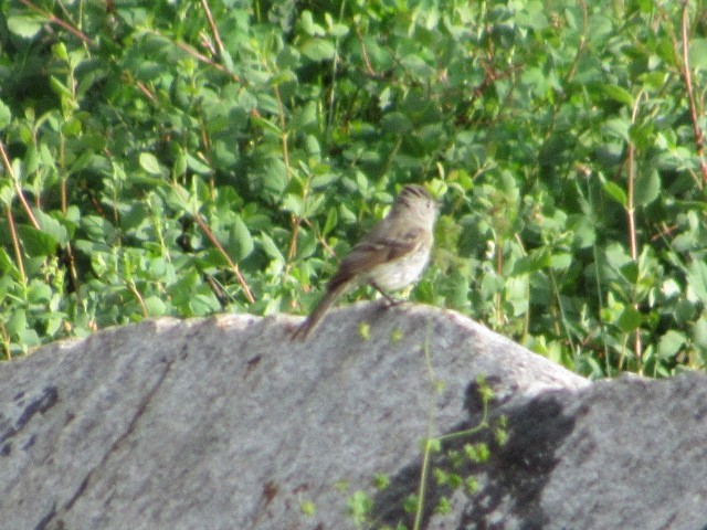 Gray Flycatcher - ML64616311