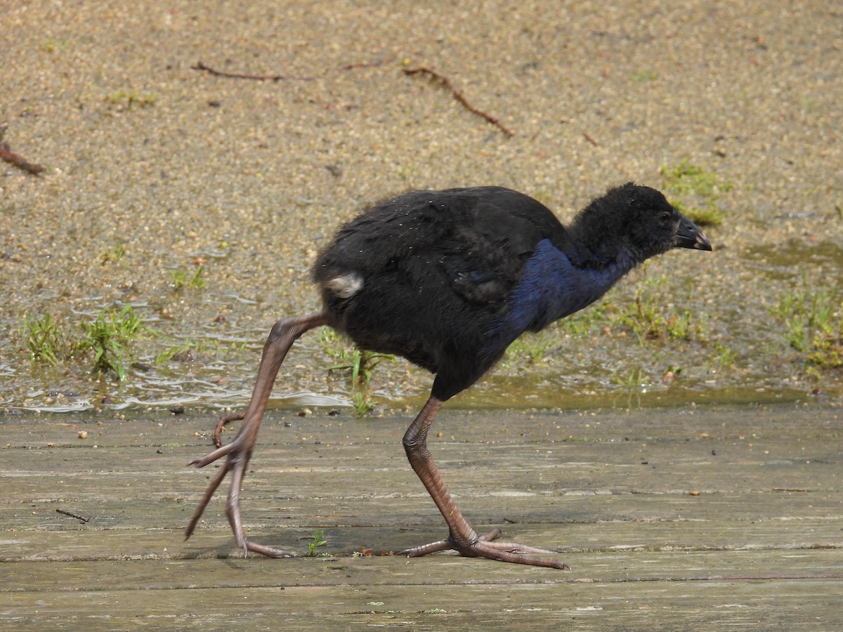 slípka australasijská - ML646163110