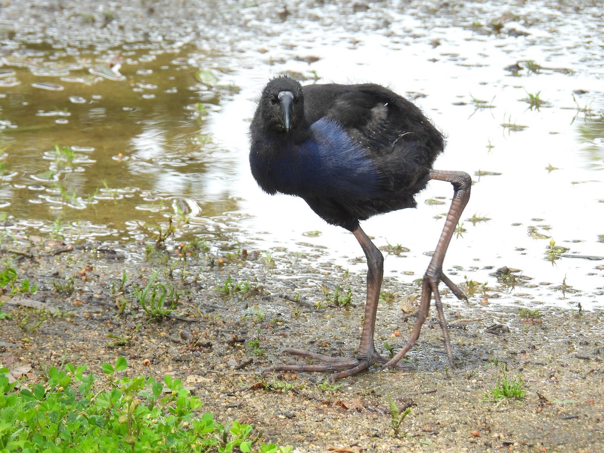 slípka australasijská - ML646163111