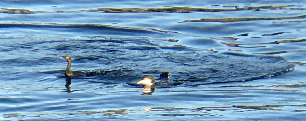 Common Loon - ML646163112