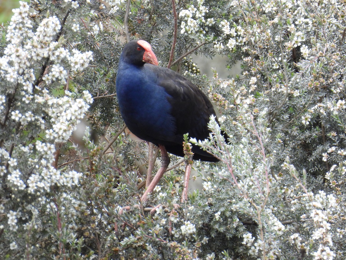 slípka australasijská - ML646163114