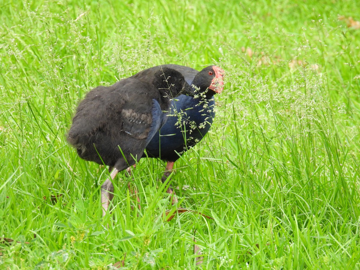 slípka australasijská - ML646163115