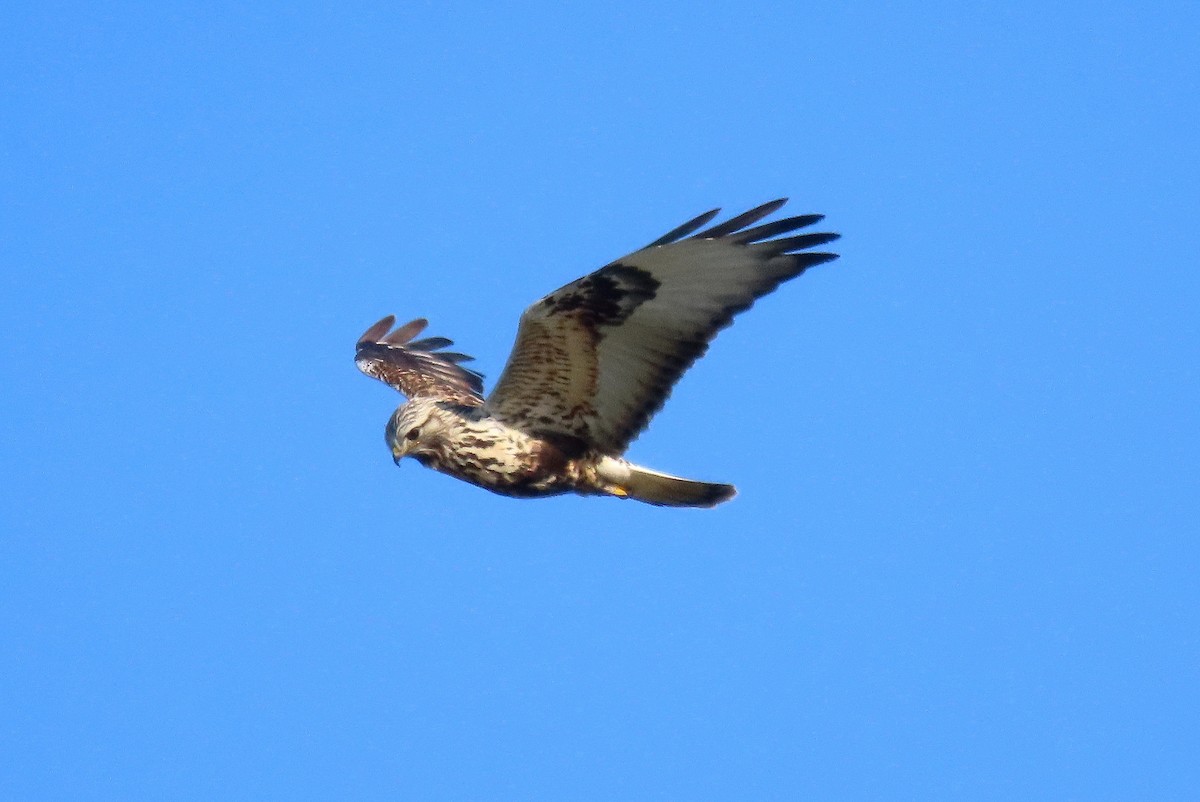 Rough-legged Hawk - ML646163116