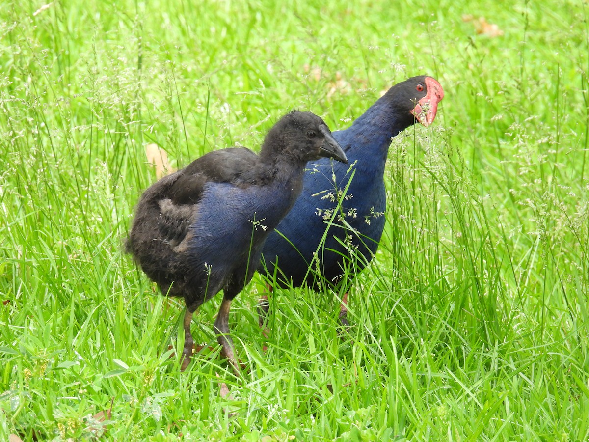 slípka australasijská - ML646163117