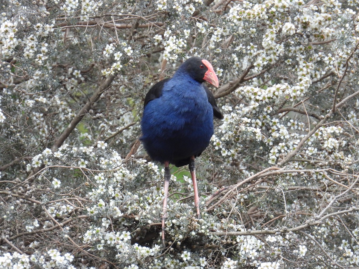 slípka australasijská - ML646163118