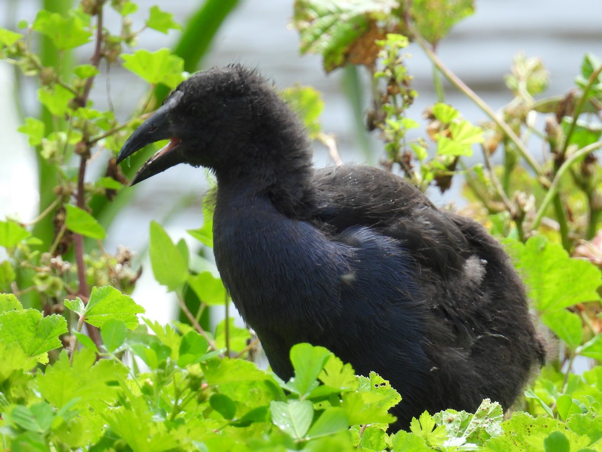 slípka australasijská - ML646163119