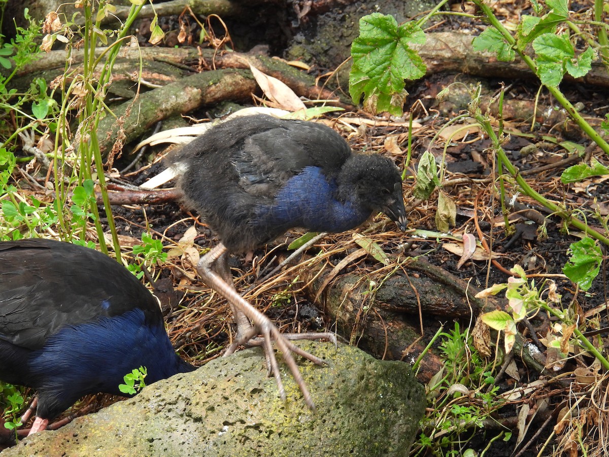 slípka australasijská - ML646163120