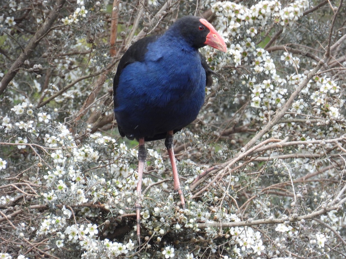 slípka australasijská - ML646163121