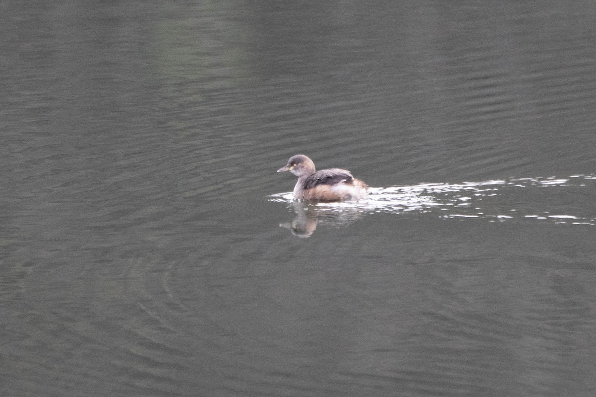 Australasian Grebe - ML646163122