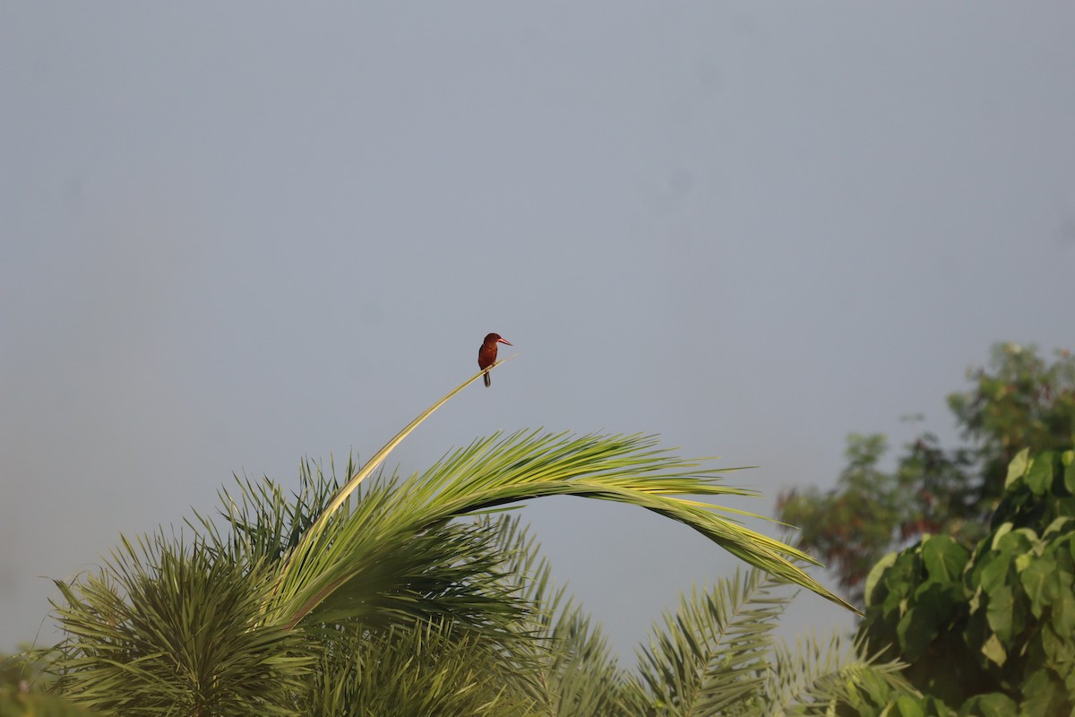 Brown-breasted Kingfisher - ML646163123