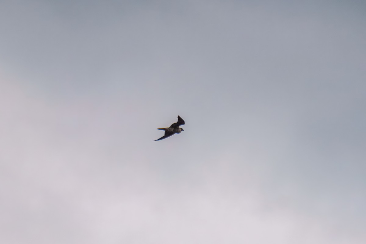 Сапсан - ML646163131