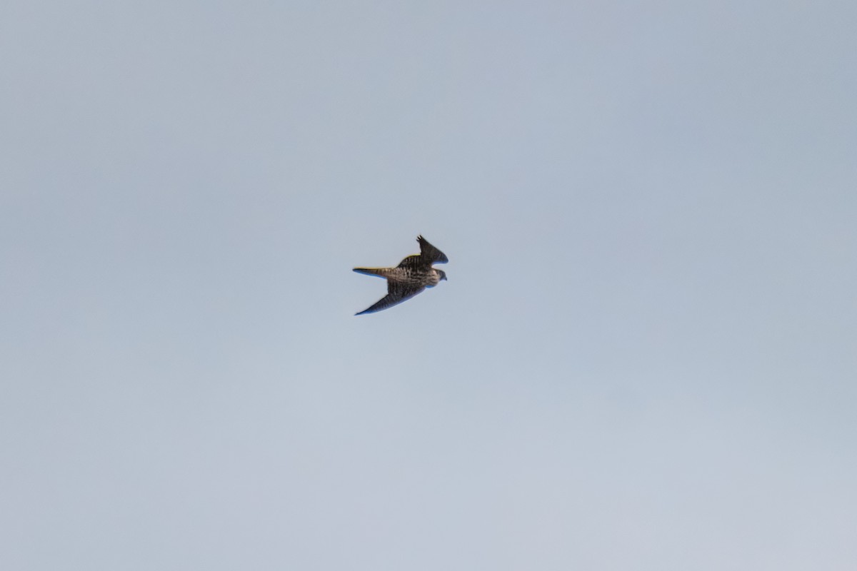 Сапсан - ML646163132