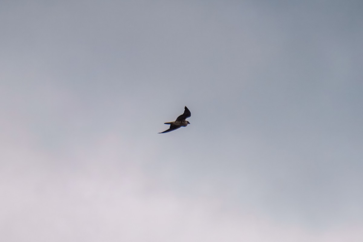 Сапсан - ML646163133