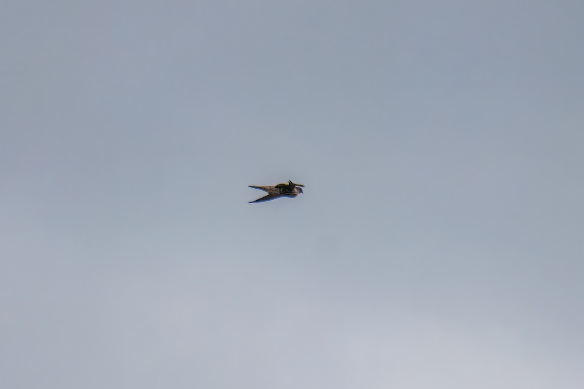 Сапсан - ML646163134