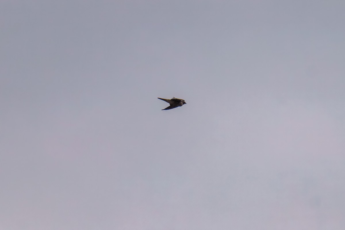 Сапсан - ML646163135