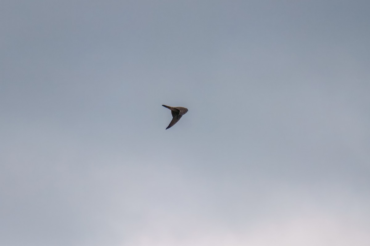 Сапсан - ML646163136