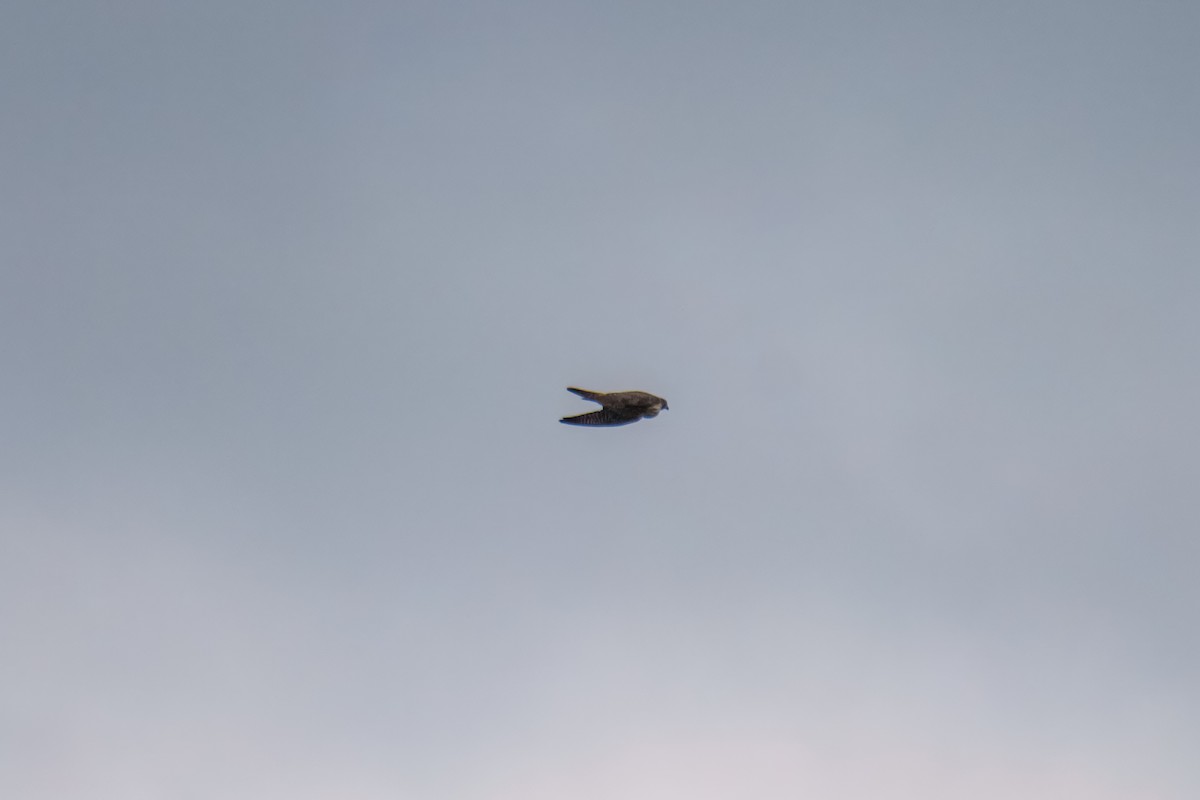 Сапсан - ML646163137