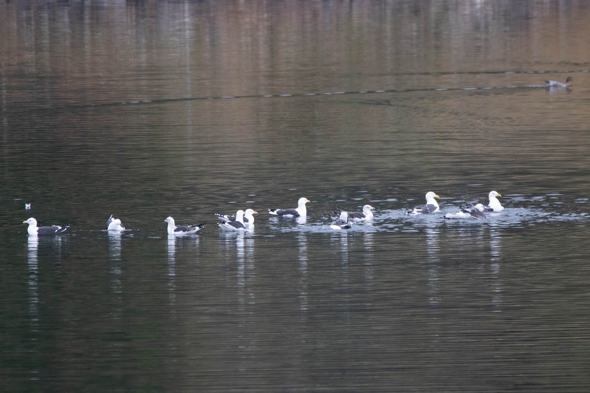 Kelp Gull - ML646163140