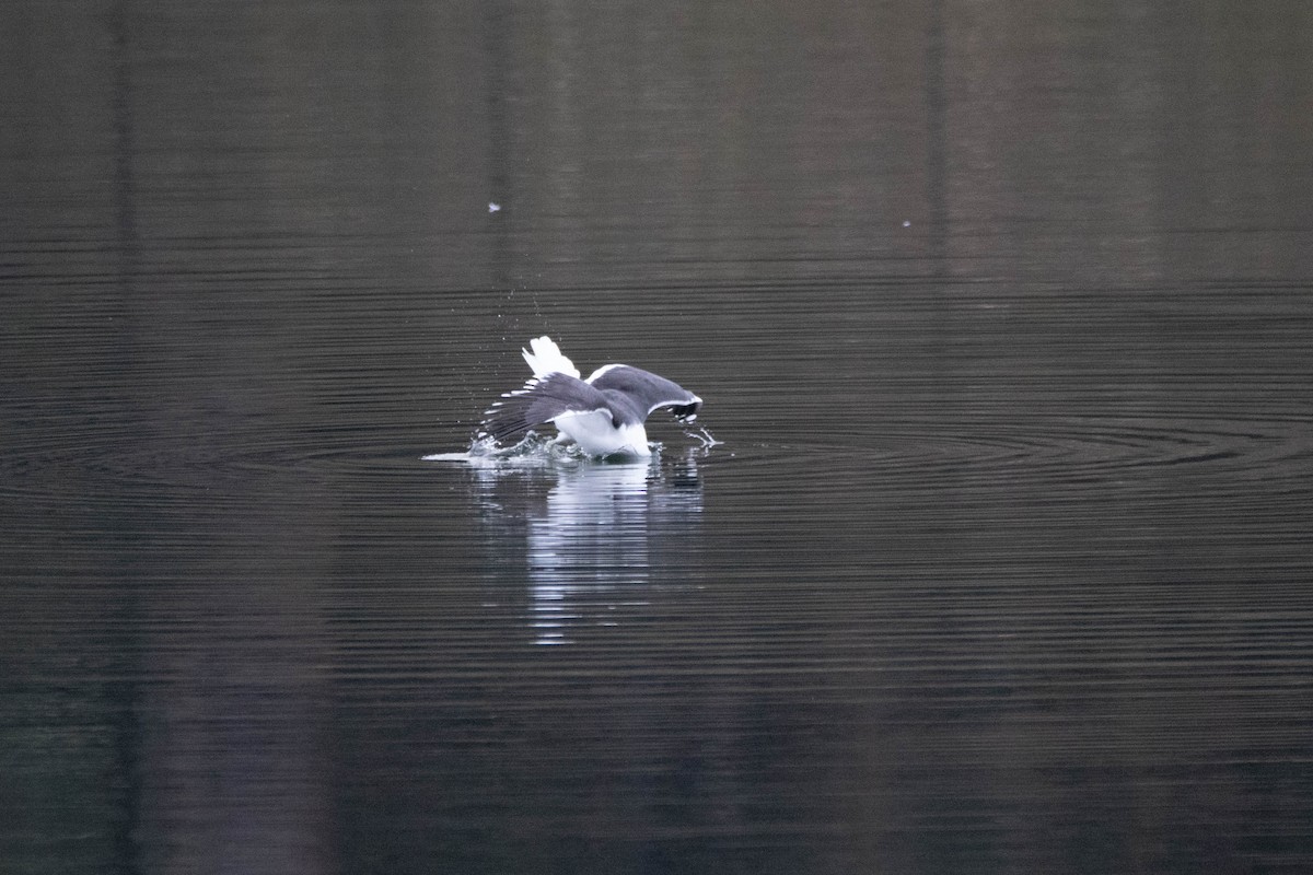 Kelp Gull - ML646163142