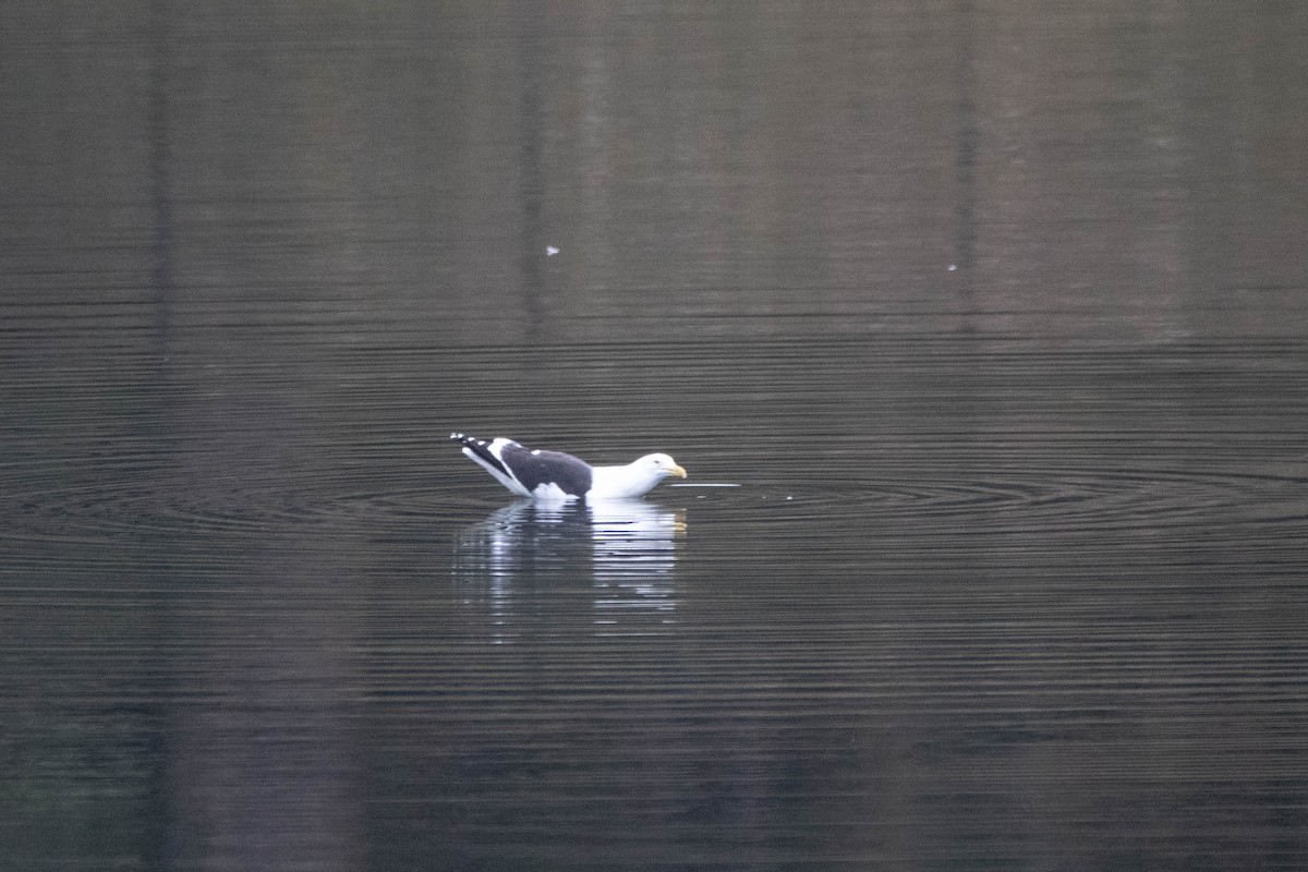 Kelp Gull - ML646163143