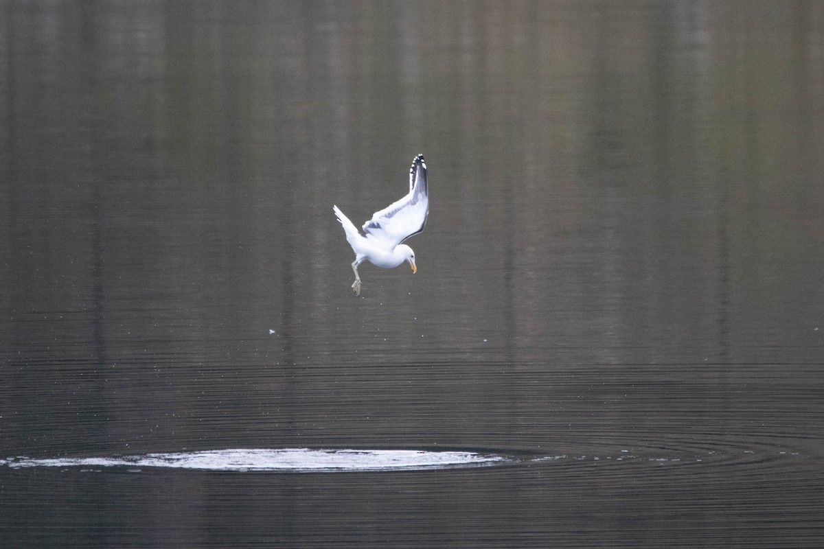 Kelp Gull - ML646163144