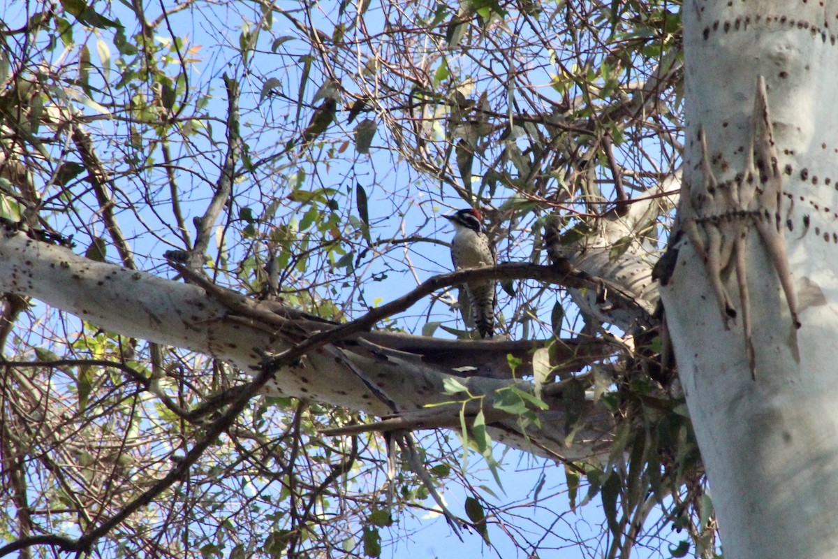 Nuttall's Woodpecker - ML646163148