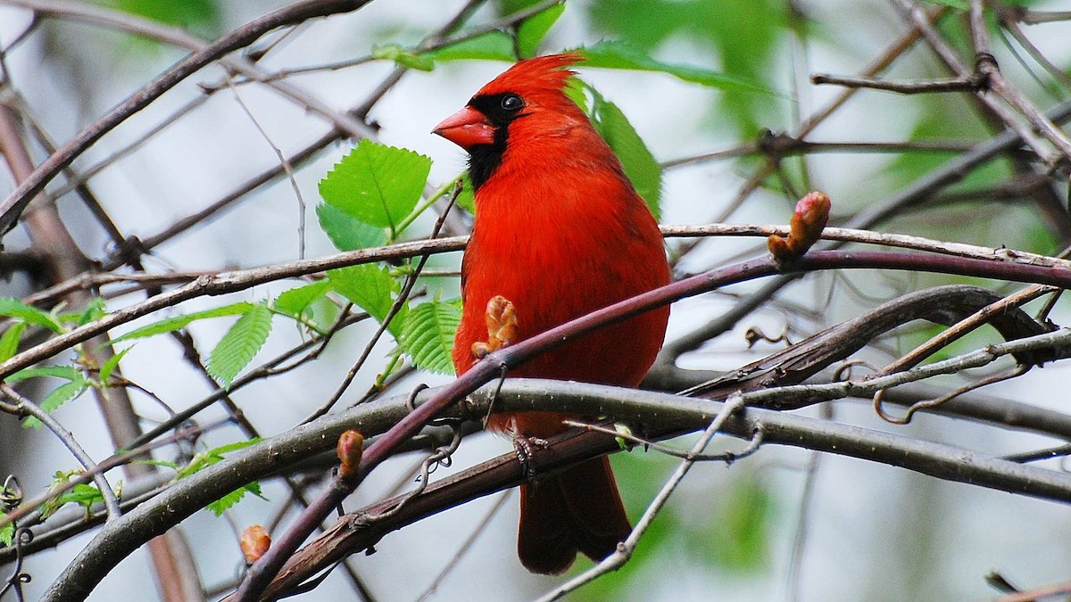 rødkardinal - ML646163149