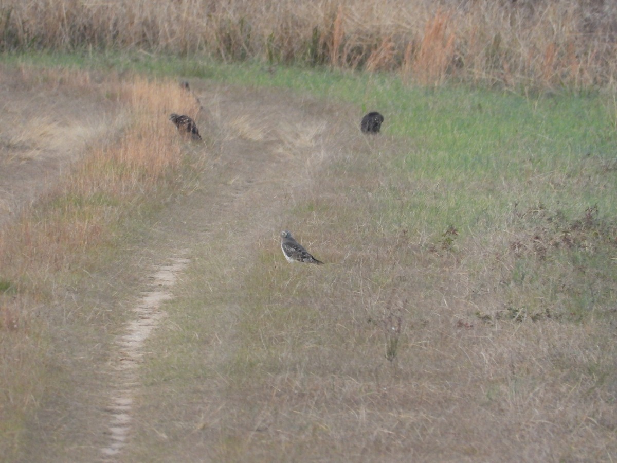 Northern Harrier - ML646163155