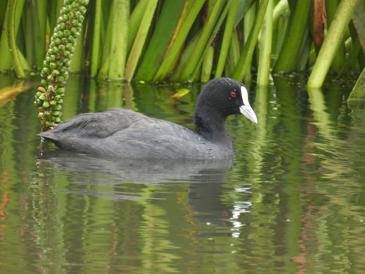 lyska černá - ML646163158