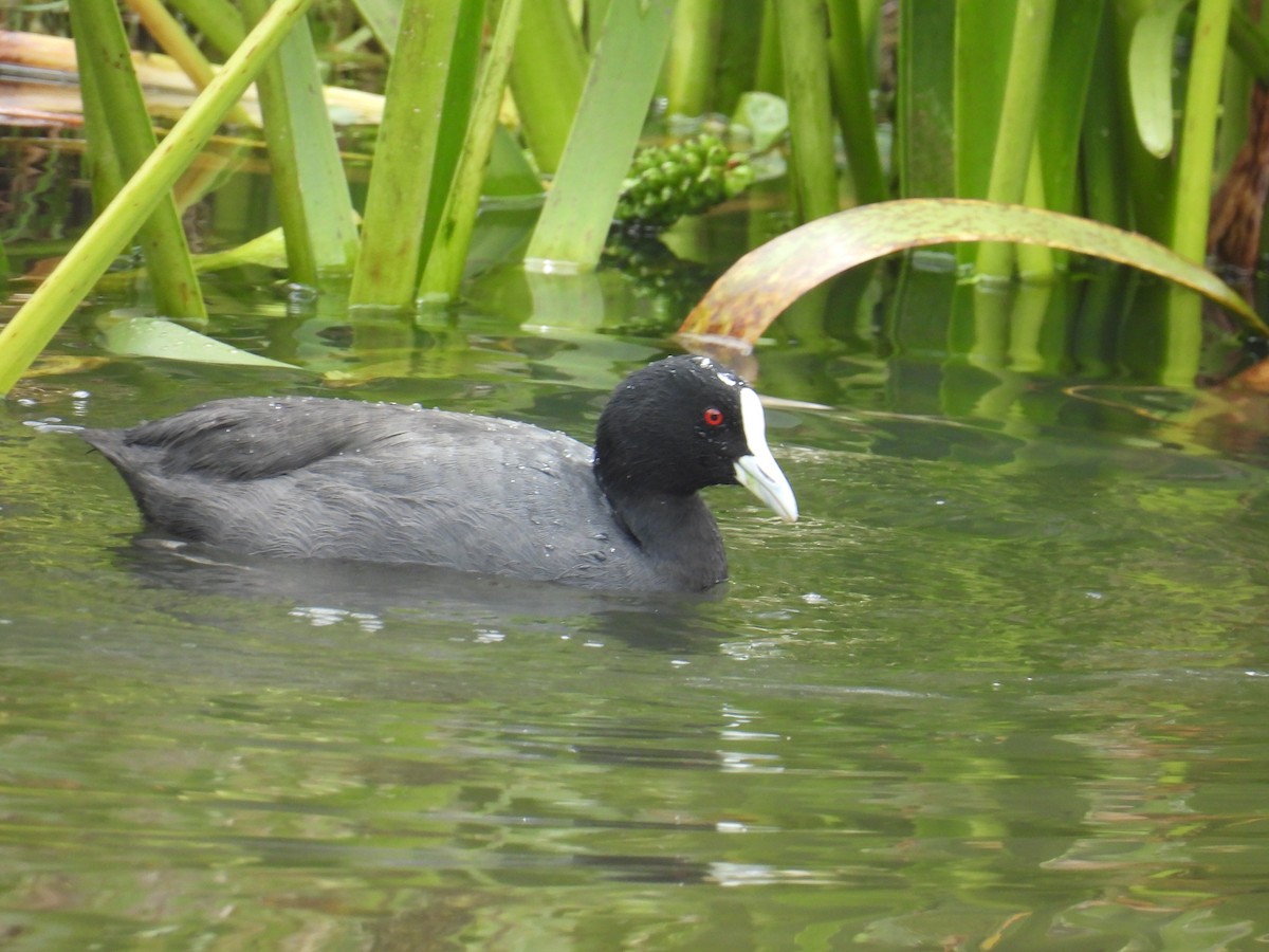 lyska černá - ML646163159