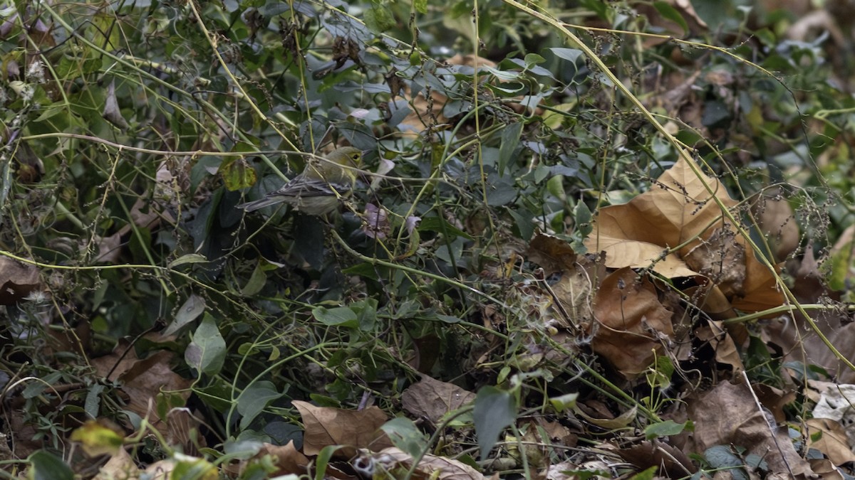 סבכון אורנים - ML646163160
