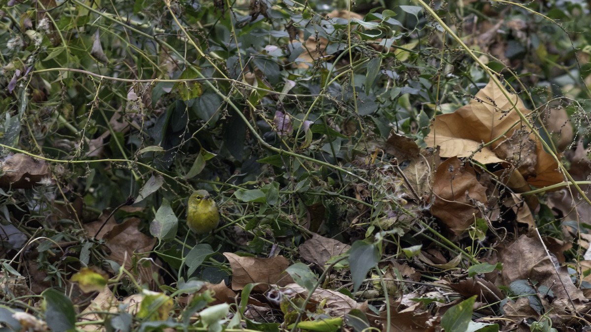 סבכון אורנים - ML646163161