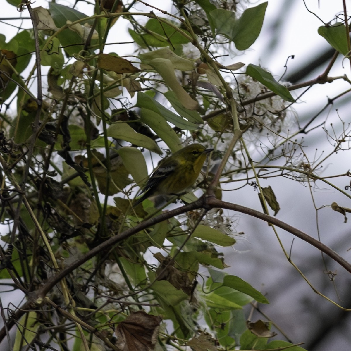 סבכון אורנים - ML646163162